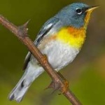 image of bird