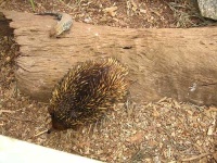image of echidna