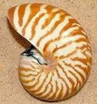 image of chambered_nautilus