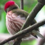 image of bird