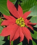 image of poinsettia #24