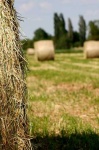 image of hay