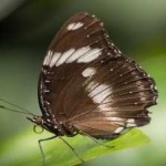 image of animal