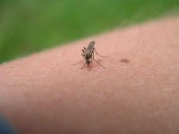 image of mosquito