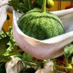 image of watermelon