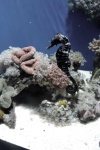 image of seahorse #23