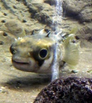 image of puffer #28