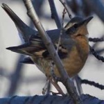 image of bird