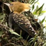 image of bird