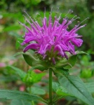 image of flower