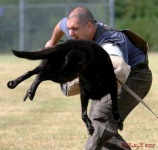 image of german_shepherd