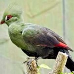 image of bird