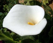 image of flower