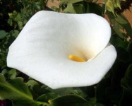 image of giant_white_arum_lily #44