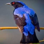 image of bird