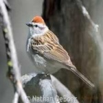 image of bird