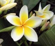 image of flower