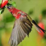 image of bird