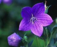 image of balloon_flower #37