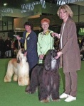 image of afghan_hound
