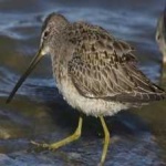 image of bird