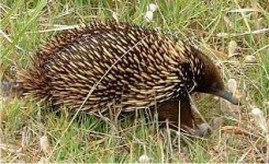image of echidna