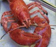 image of animal
