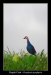 image of european_gallinule #18