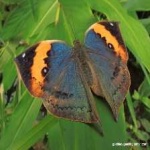 image of animal
