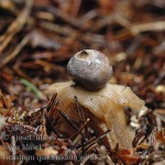 image of earthstar #4