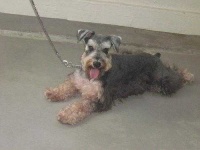 image of miniature_schnauzer
