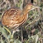 image of bird