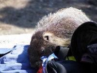 image of beaver