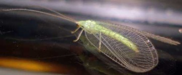 image of lacewing