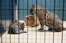 image of jaguar_car