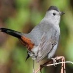 image of bird