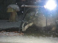 image of badger
