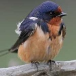 image of bird