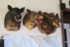image of wild_boar