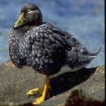 image of bird
