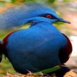 image of bird