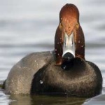 image of bird