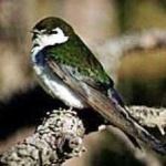 image of bird