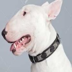 image of bull_terrier #9