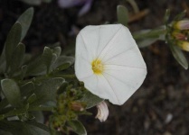 image of flower