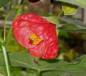 image of flower