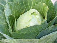 image of cabbage #7