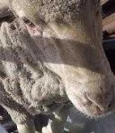 image of animal