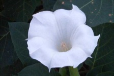 image of flower