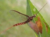 image of mayfly